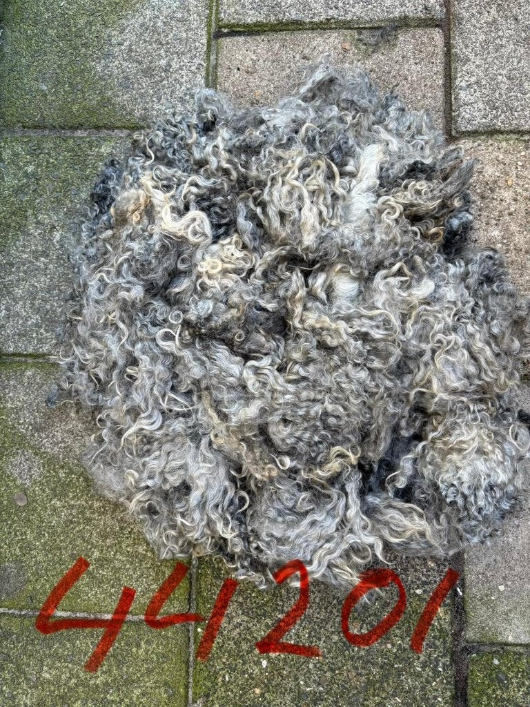 Schapenwol, Hobby en Vrije tijd, Ophalen of Verzenden, Nieuw, Spinwol