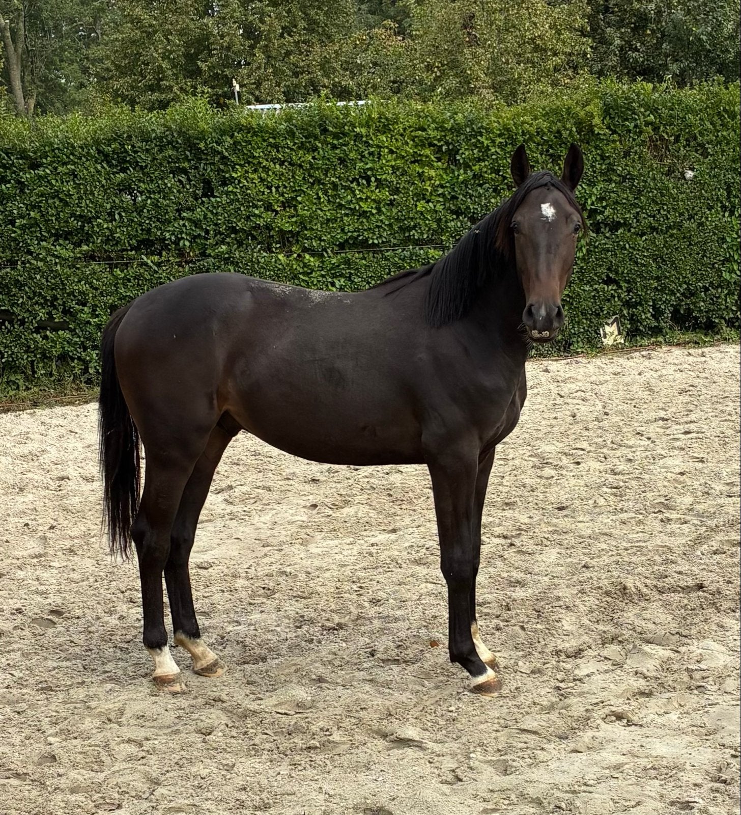 Jaarling Hengst, Springpaard, Minder dan 160 cm, 0 tot 2 jaar, Hengst