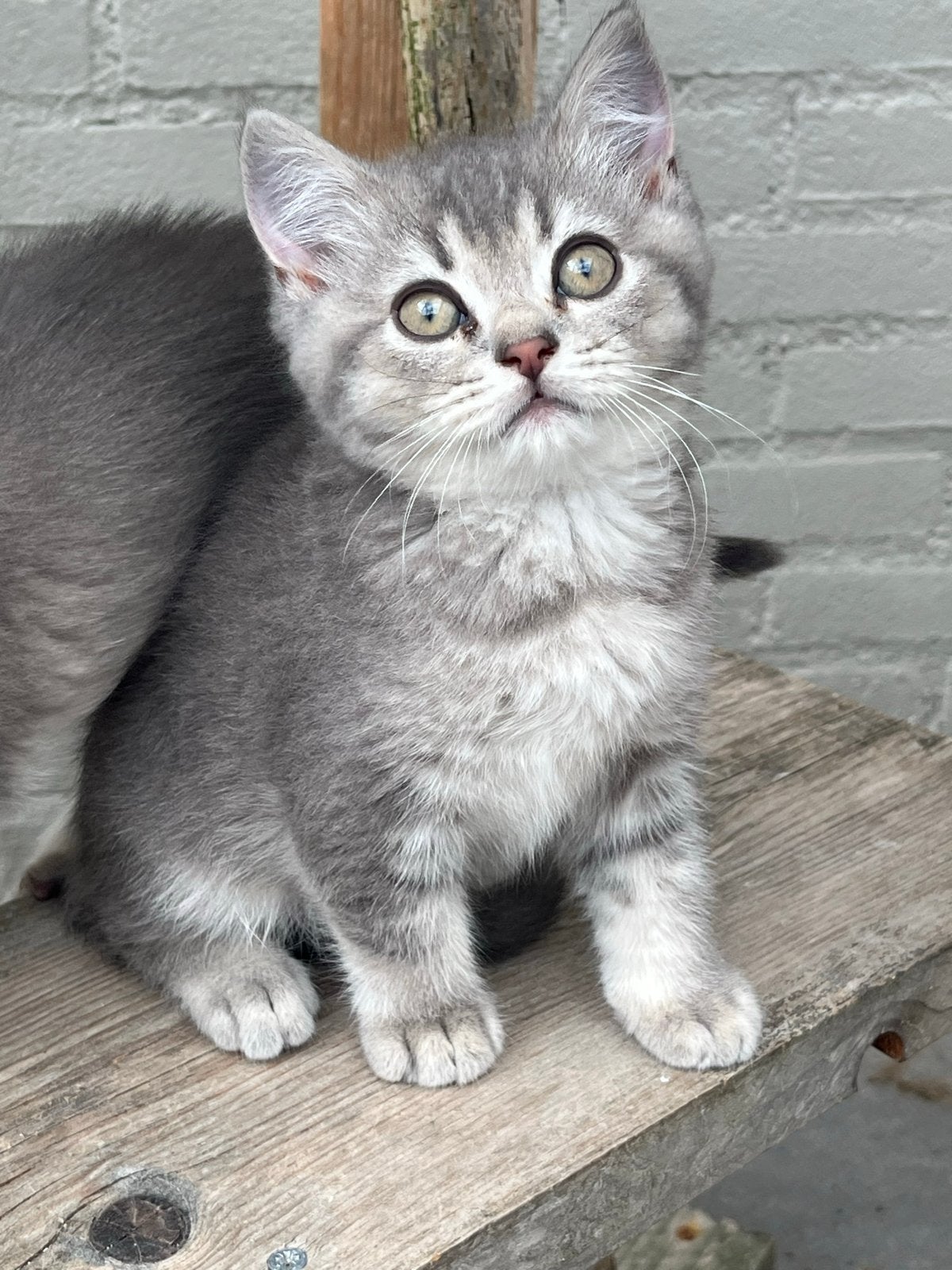 Britse korthaar kittens, Dieren en Toebehoren, Katten en Kittens | Overige Katten, Meerdere dieren