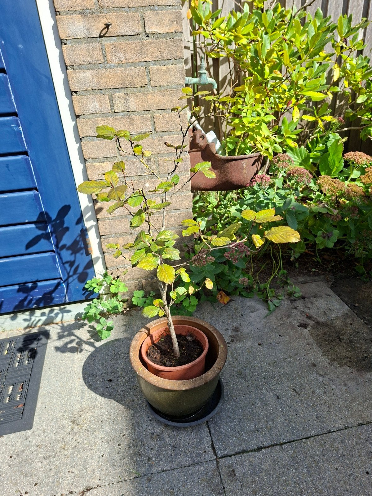 bonsai beuk Fagus. ophalen meerdere locaties NL, Ophalen of Verzenden