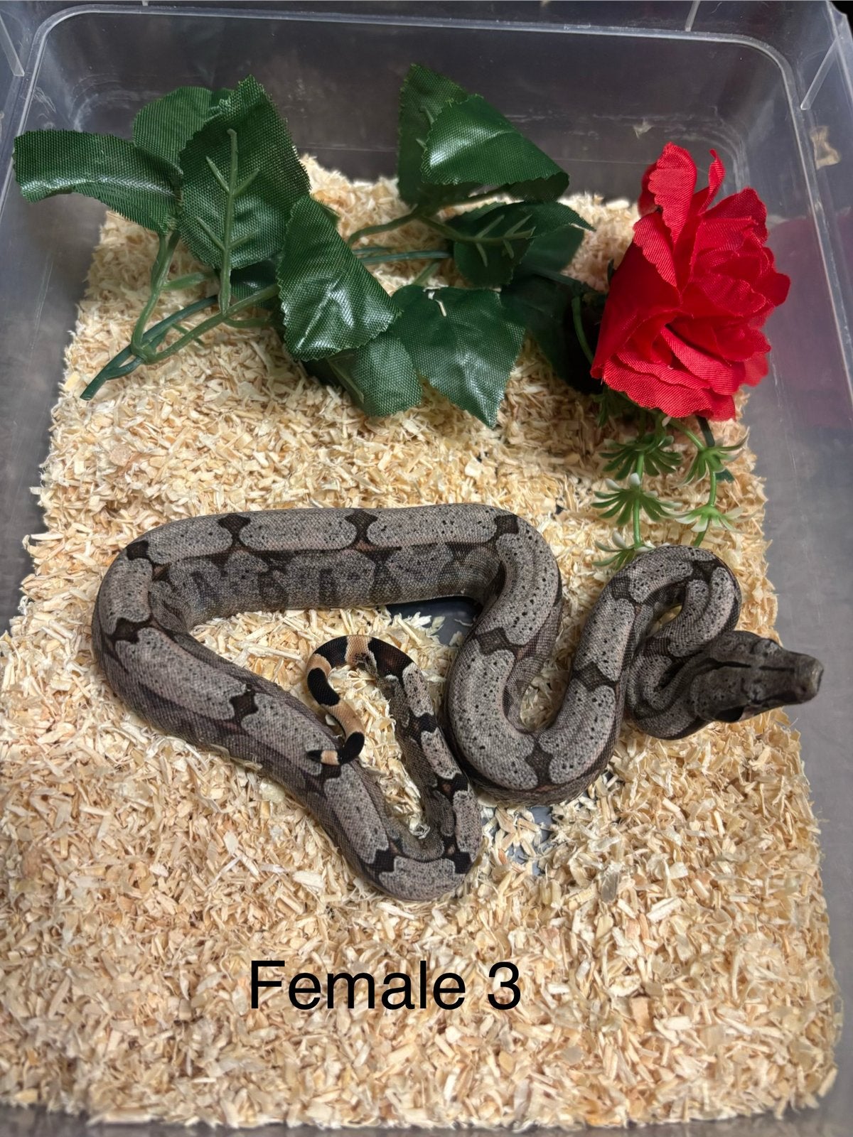 Baby amarali boa ‘26 Boa Constrictor photo 5