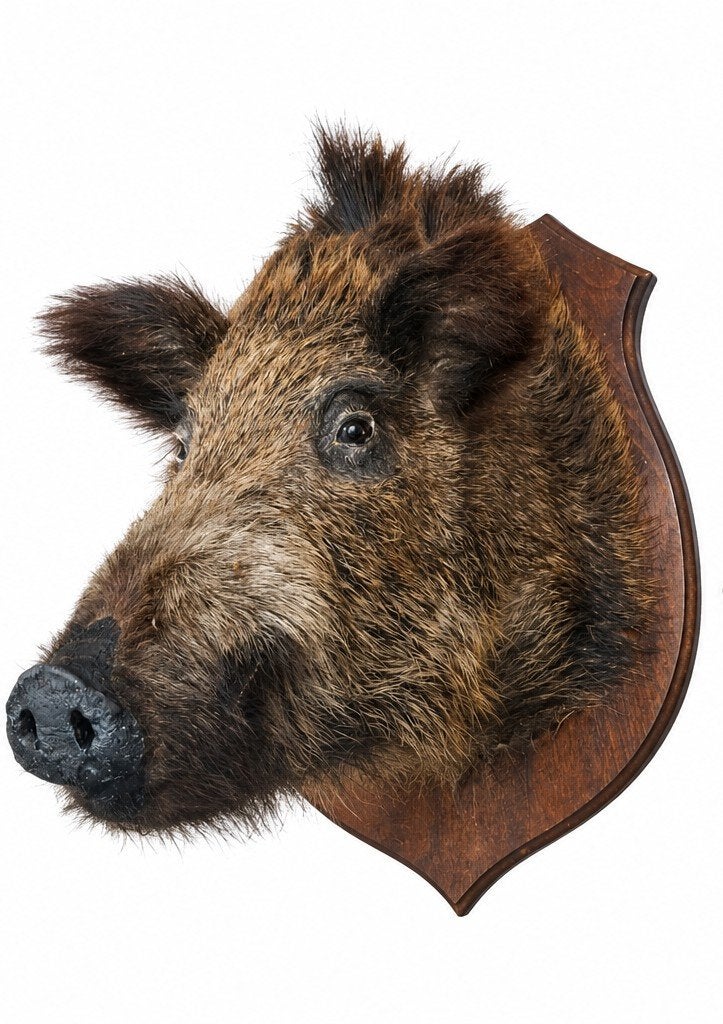 opgezet wild zwijn museum staat taxidermie, Ophalen of Verzenden, Wild dier, Opgezet dier