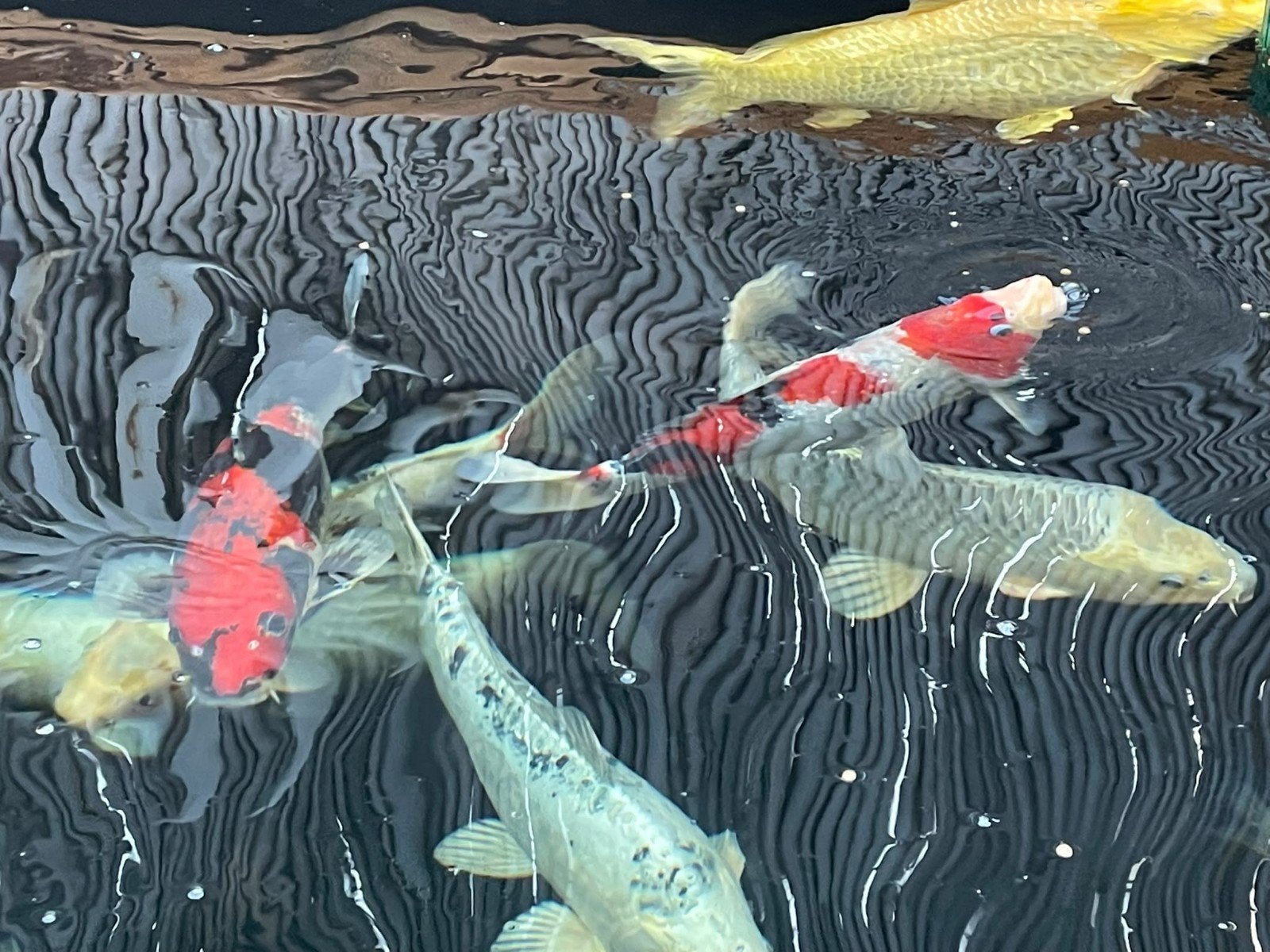 Japanse Koi, Dieren en Toebehoren, Karper of Koi