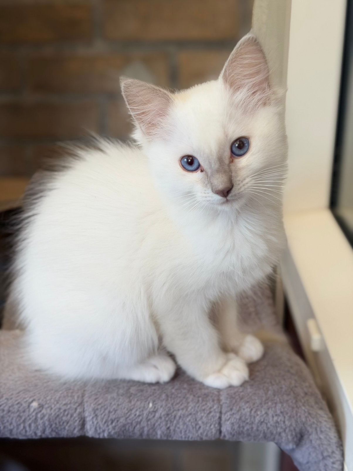 Prachtige Ragdoll kitten (katertje) Mogen verhuizen!, Dieren en Toebehoren, Katten en Kittens | Raskatten | Langhaar, Meerdere dieren