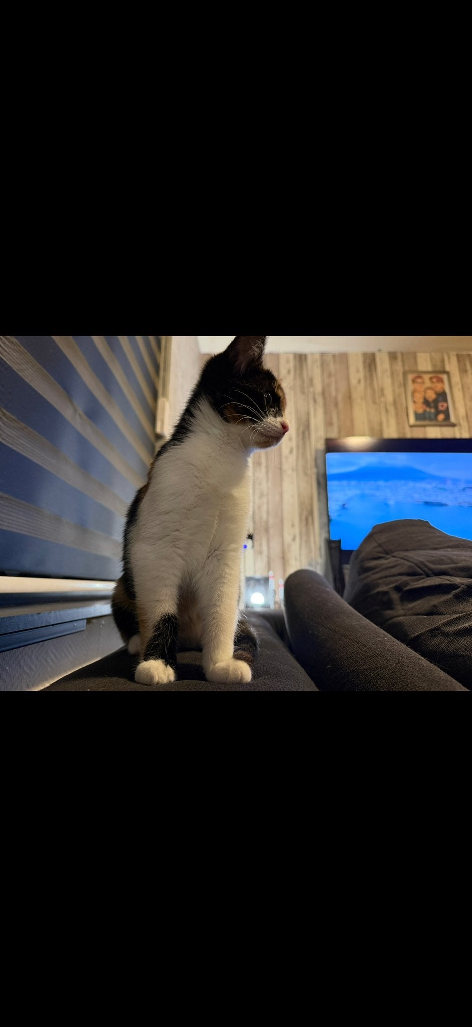 Kitten vrouwtje, Ophalen