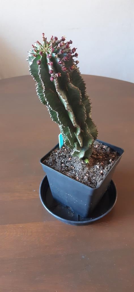 Euphorbia  Horrida, Huis en Inrichting, Kamerplanten, Ophalen of Verzenden, Halfschaduw, Minder dan 100 cm