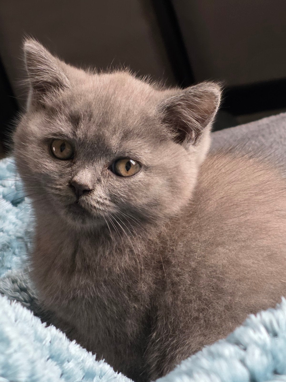 1 laaste vrouwtje Britse korthaar kittens, Dieren en Toebehoren, Meerdere dieren, Ontwormd, 0 tot 2 jaar
