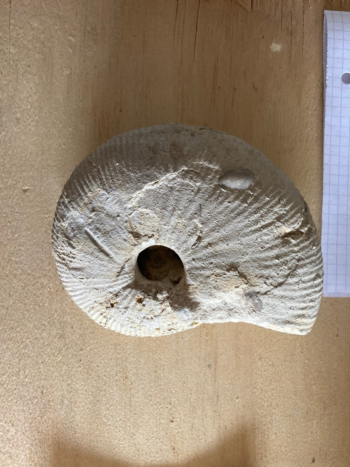 Fossielen ammoniet, Ophalen, Fossiel