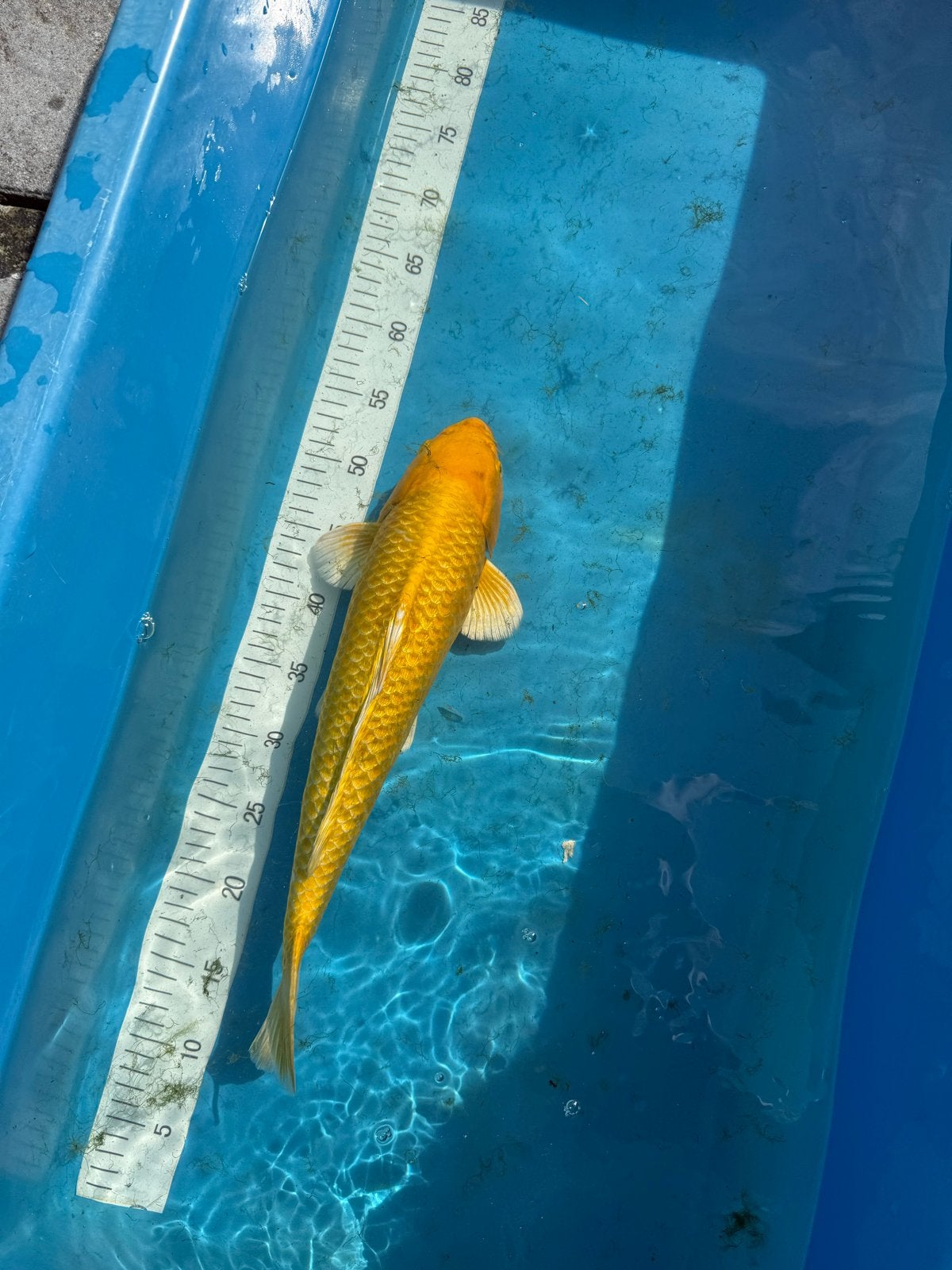 Koi Yamabuki, 2 jaar, 45cm, Kim’s Koi, Karper of Koi