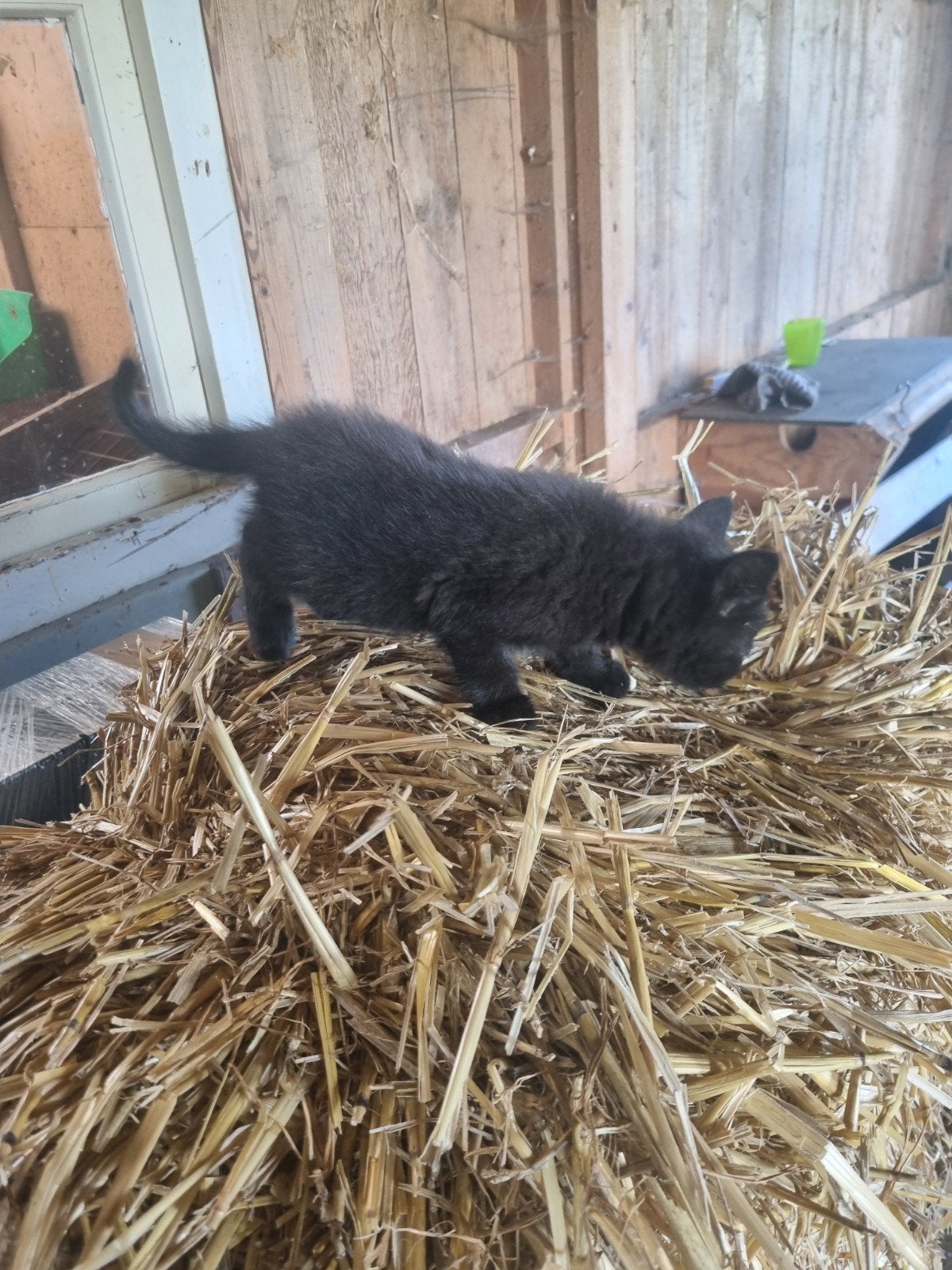 jonge boerderij  kittens, Dieren en Toebehoren, Meerdere dieren