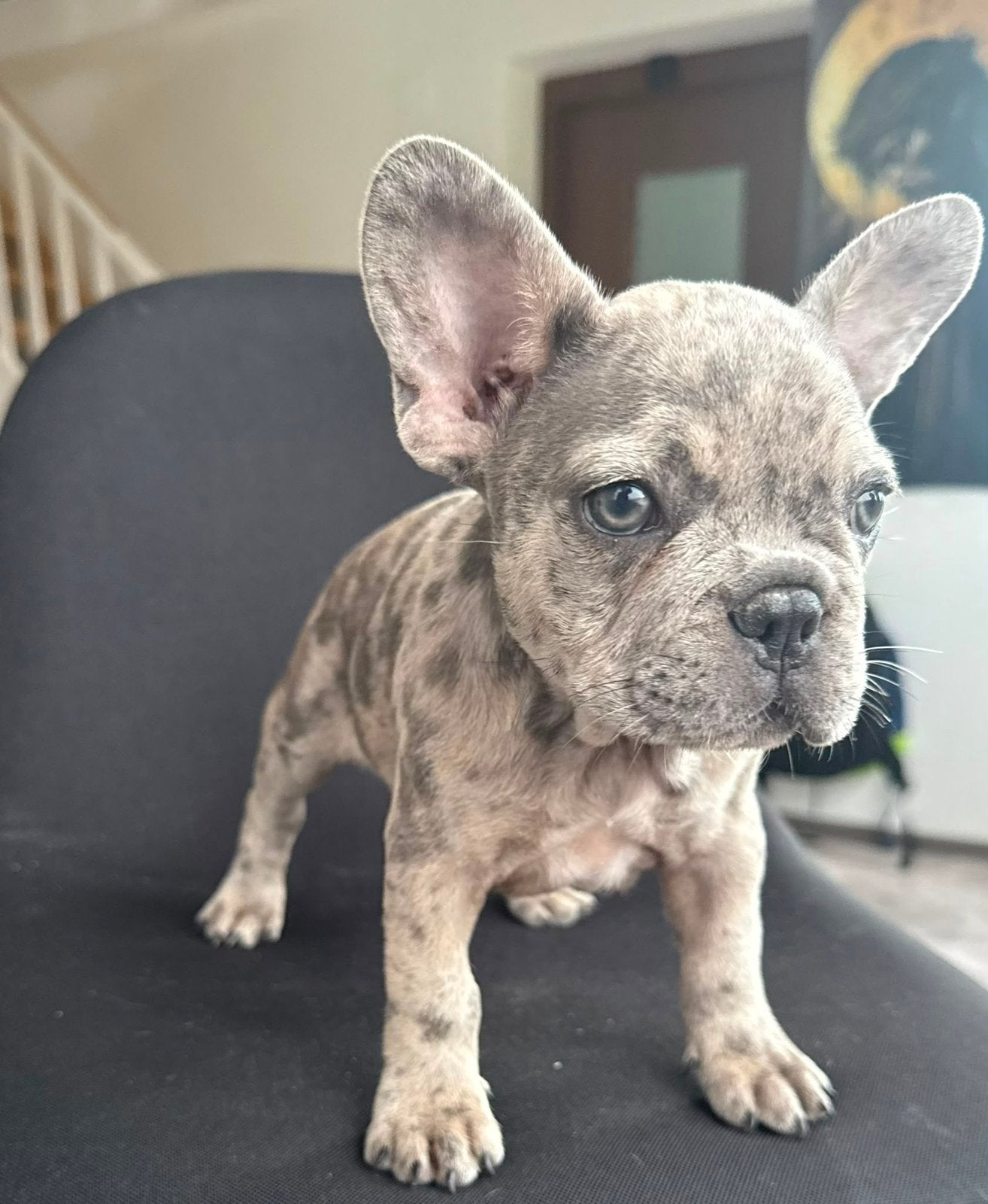 Prachtig Bleu Merle Franse Bulldog teefje – 13 weken, Particulier, 8 tot 15 weken, Buitenland, Teef