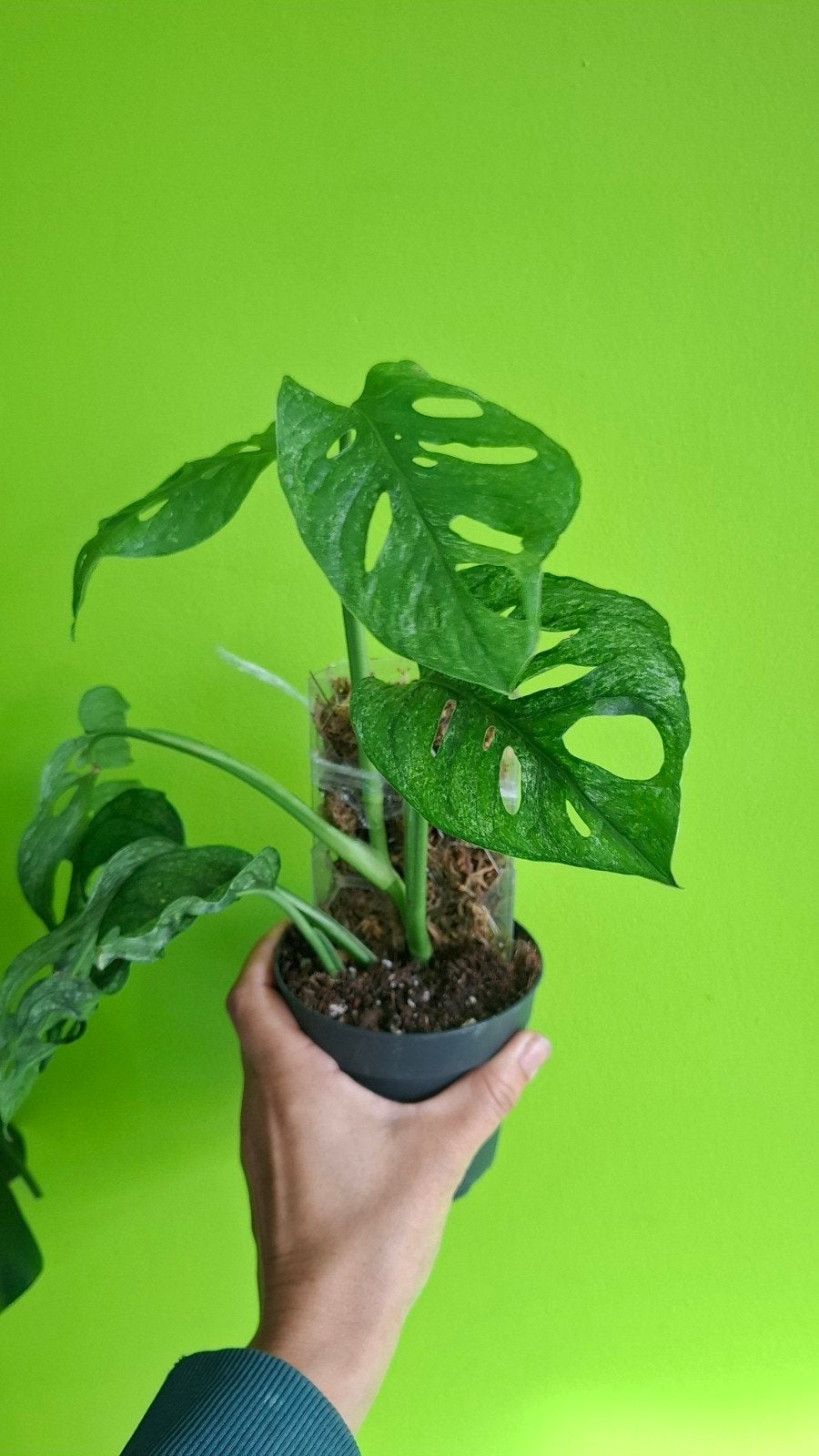 MOET WEG!Monstera Adansonii Mint Variegata - Zeldzame Kamerp, Ophalen of Verzenden, Vaste plant, Klimplanten, Halfschaduw