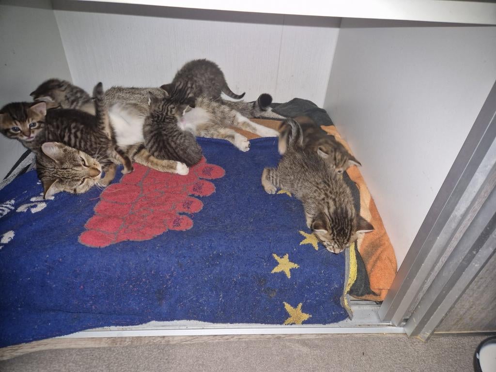Kittens, Dieren en Toebehoren