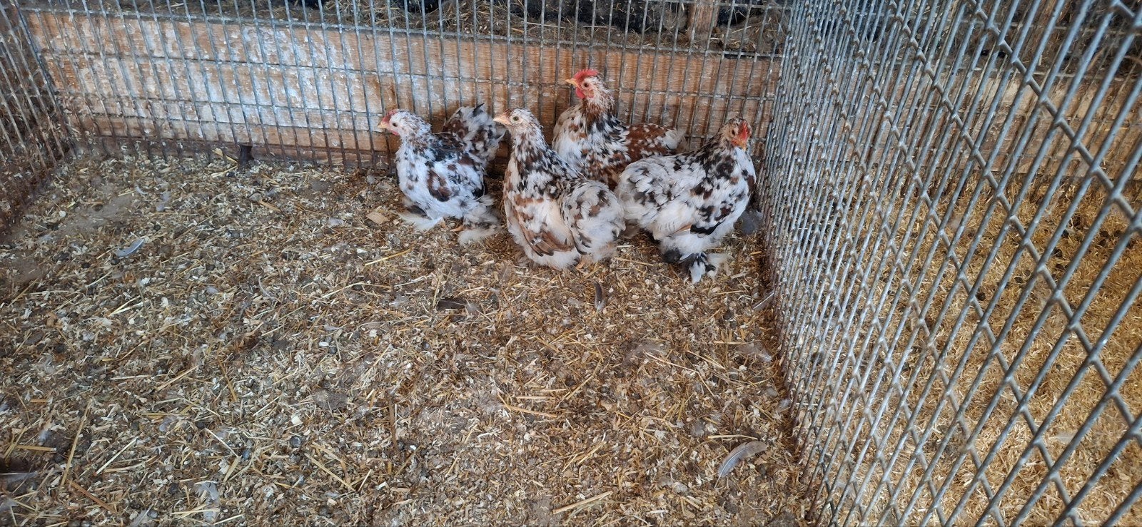 cochin porselein, Dieren en Toebehoren, Pluimvee, Meerdere dieren, Kip