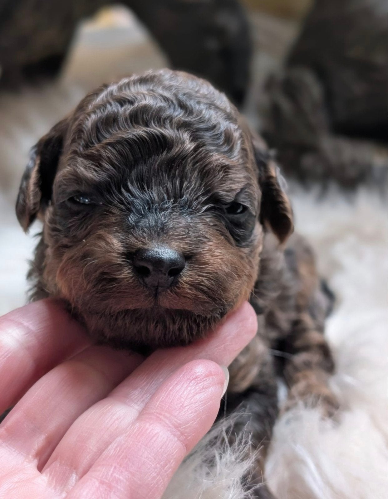 mini labradoodles (merle) poedel, Overige rassen, CDV (hondenziekte), 8 tot 15 weken, Teef