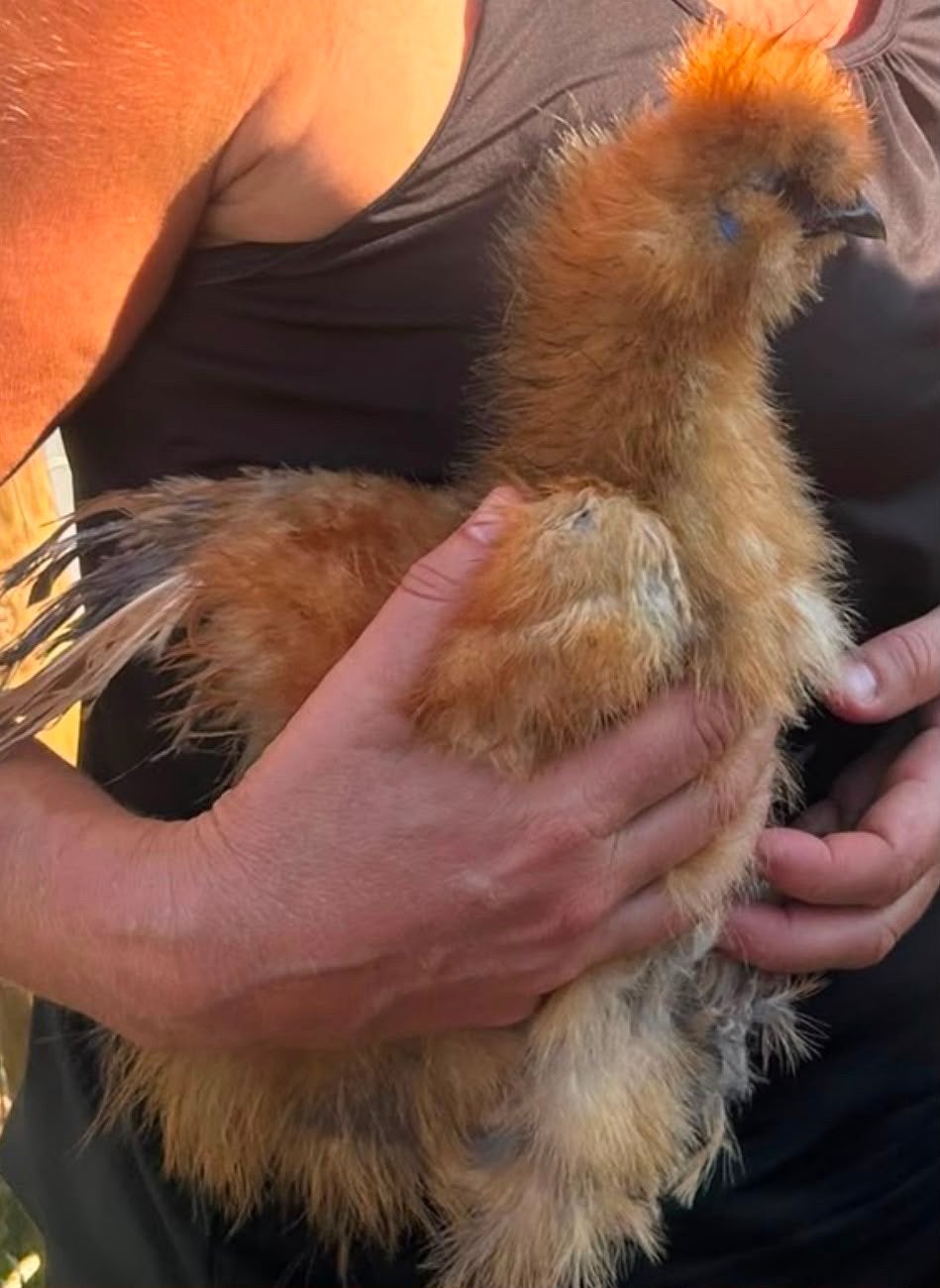 Zijdehoen haan, tam, Dieren en Toebehoren