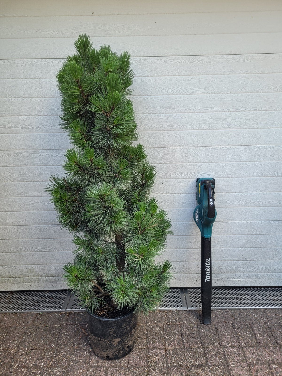 Pinus Richard - Compacte Dwergden in Pot, Bloeit niet, Overige soorten, 100 tot 250 cm, Ophalen