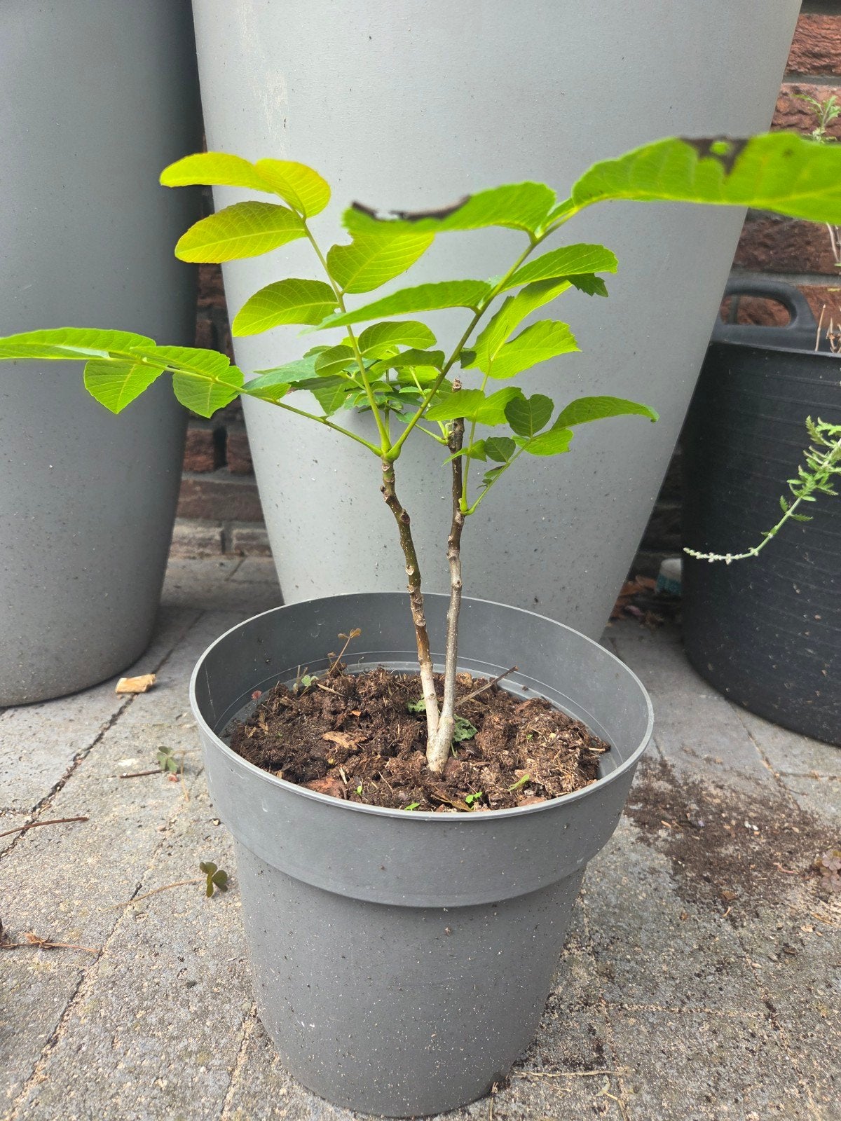 Walnootboom (Juglans regia), Ophalen, Volle zon, Vaste plant, Fruitplanten