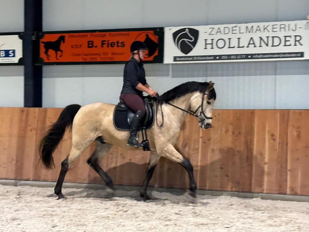 Prachtige lieve allround valk ruin, Dieren en Toebehoren, Paarden, Gechipt, Ruin, Dressuurpaard, 170 tot 175 cm