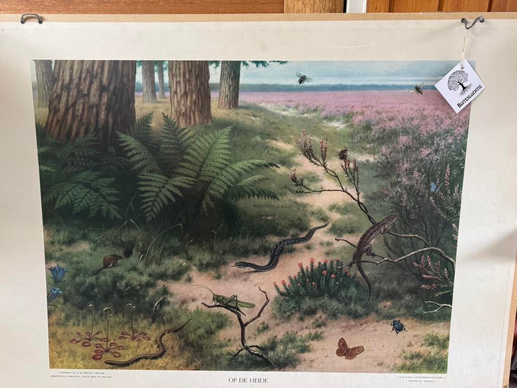 Schoolplaat ‘Op de heide’ van M.A. Koekkoek, Antiek en Kunst, Antiek | Schoolplaten, Ophalen of Verzenden, Natuur en Biologie