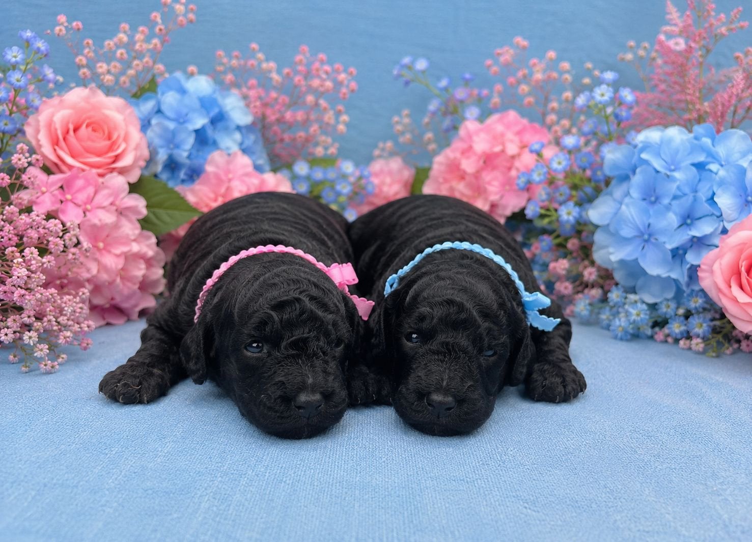 Toypoedel pups, Poedel, Parvo, 8 tot 15 weken, Meerdere