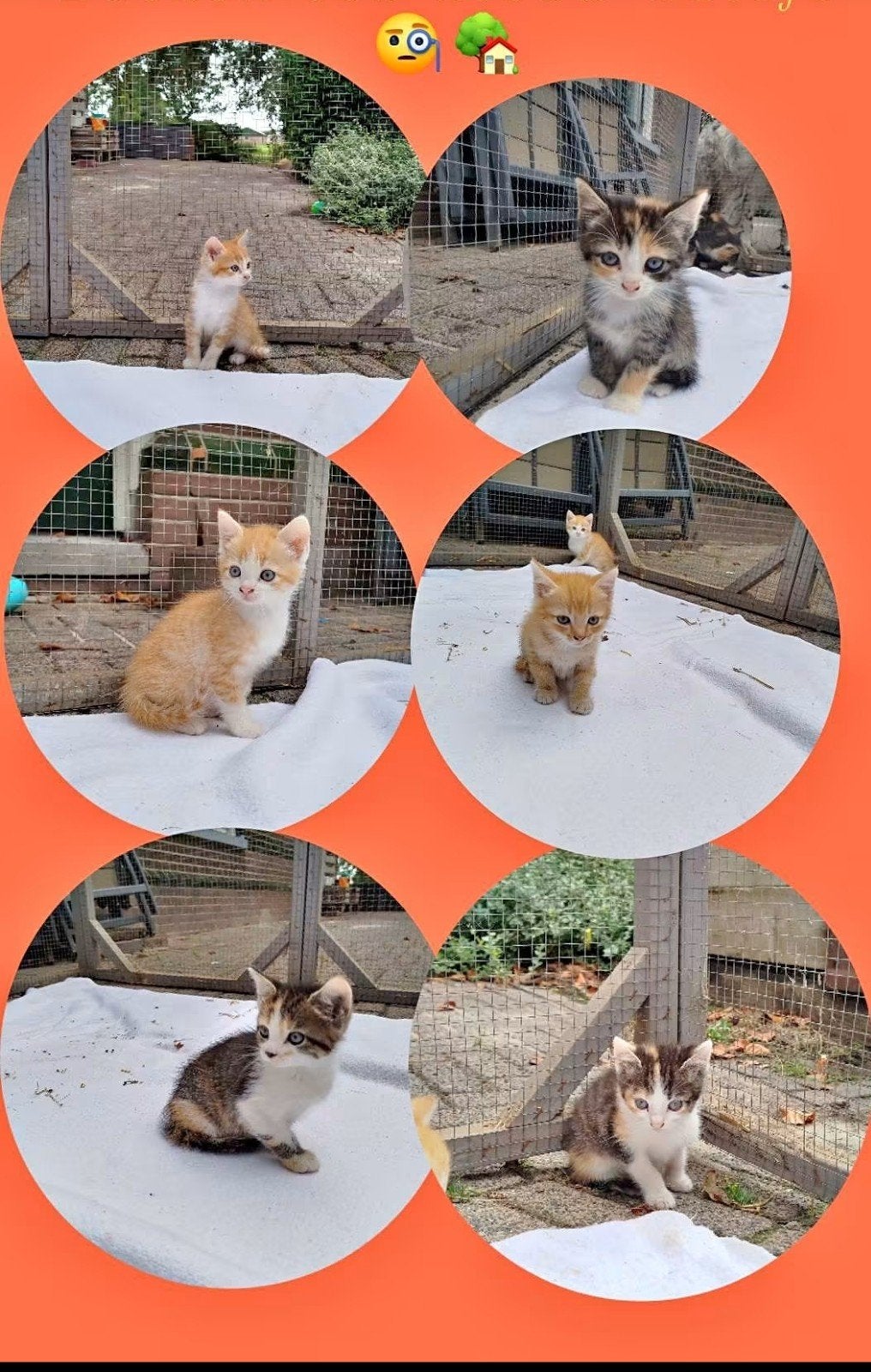 4 kittens te koop, Meerdere dieren