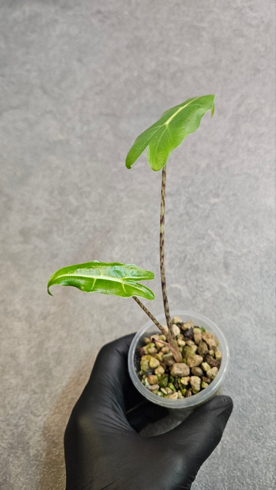 Alocasia Sarian, Ophalen of Verzenden, Halfschaduw, Minder dan 100 cm