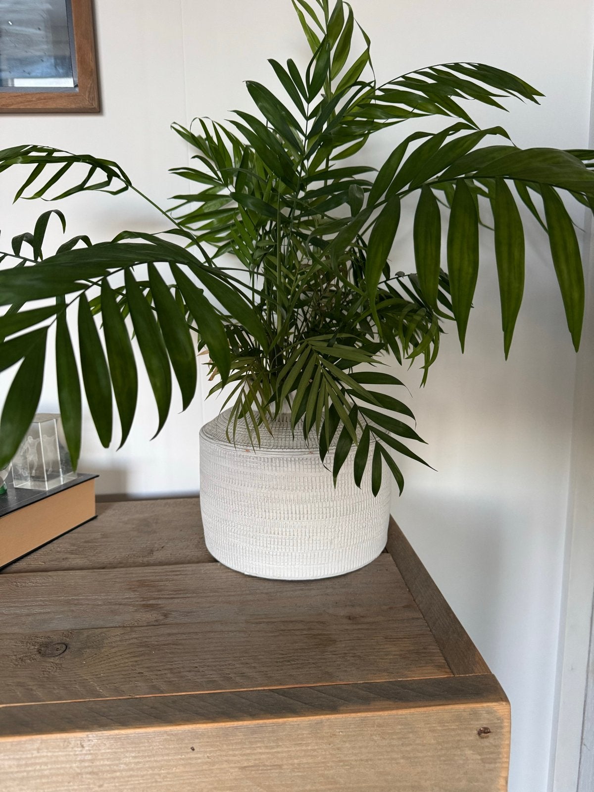 Set van 2 Kamerplanten met potten, +/- 55cm hoog, Ophalen, Zo goed als nieuw, Wit, Overige materialen