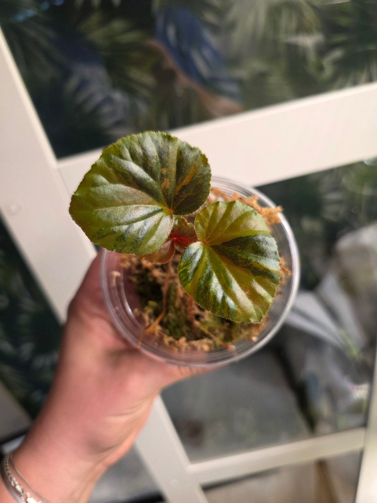 begonia cucullata aurea, Huis en Inrichting, Kamerplanten, Ophalen of Verzenden, Halfschaduw, Minder dan 100 cm