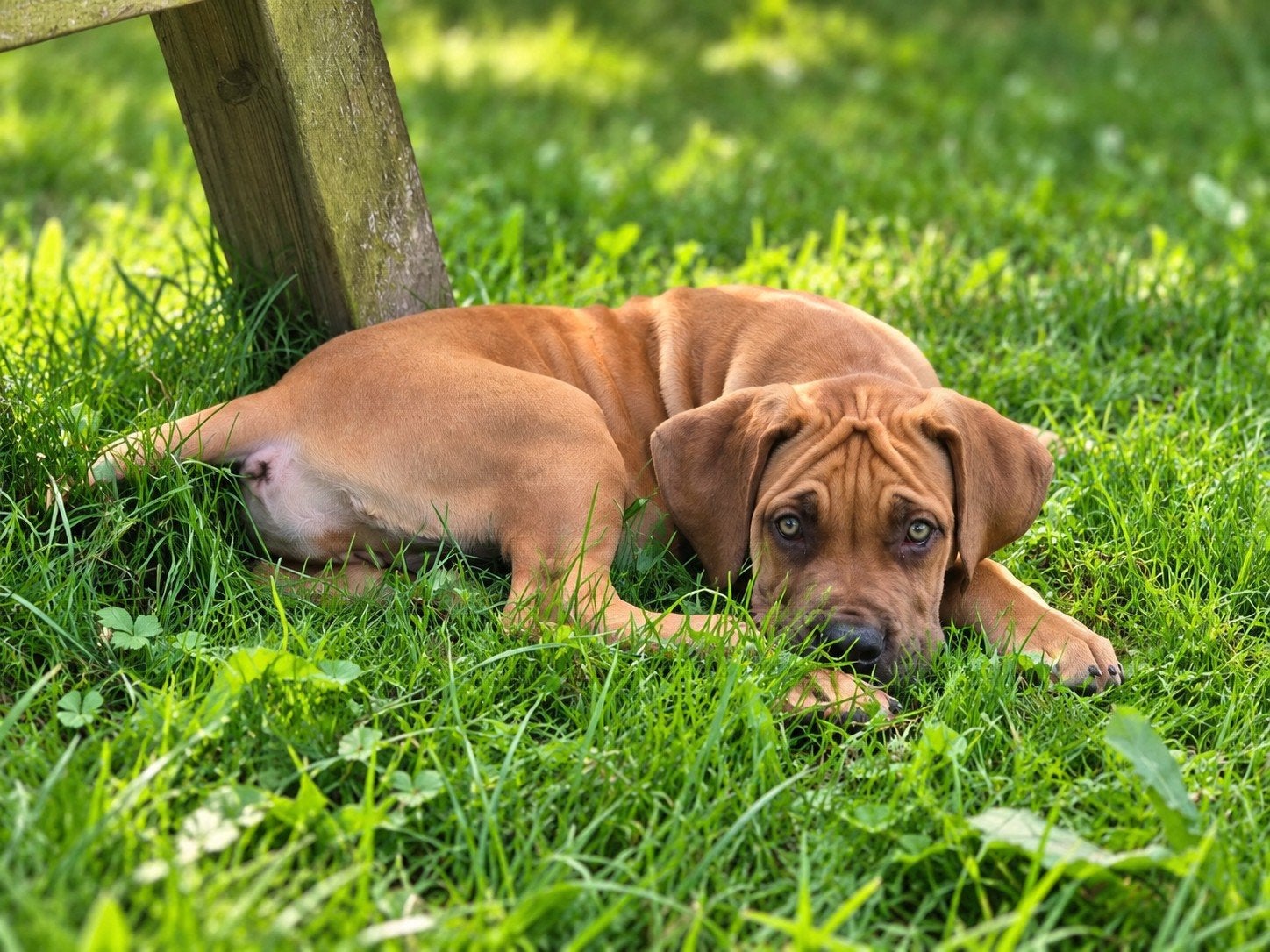schitterende boerboel dame!, 15 weken tot 1 jaar, Teef, Bulldog, Eén hond