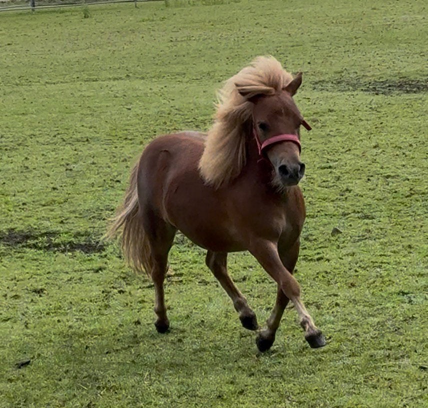 1 jarige merrie!