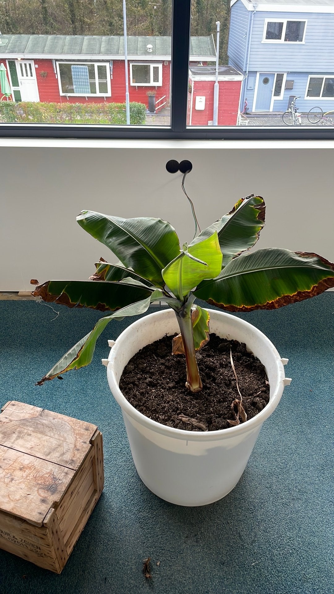 Gratis bananen plant, Ophalen, Overige soorten, Volle zon