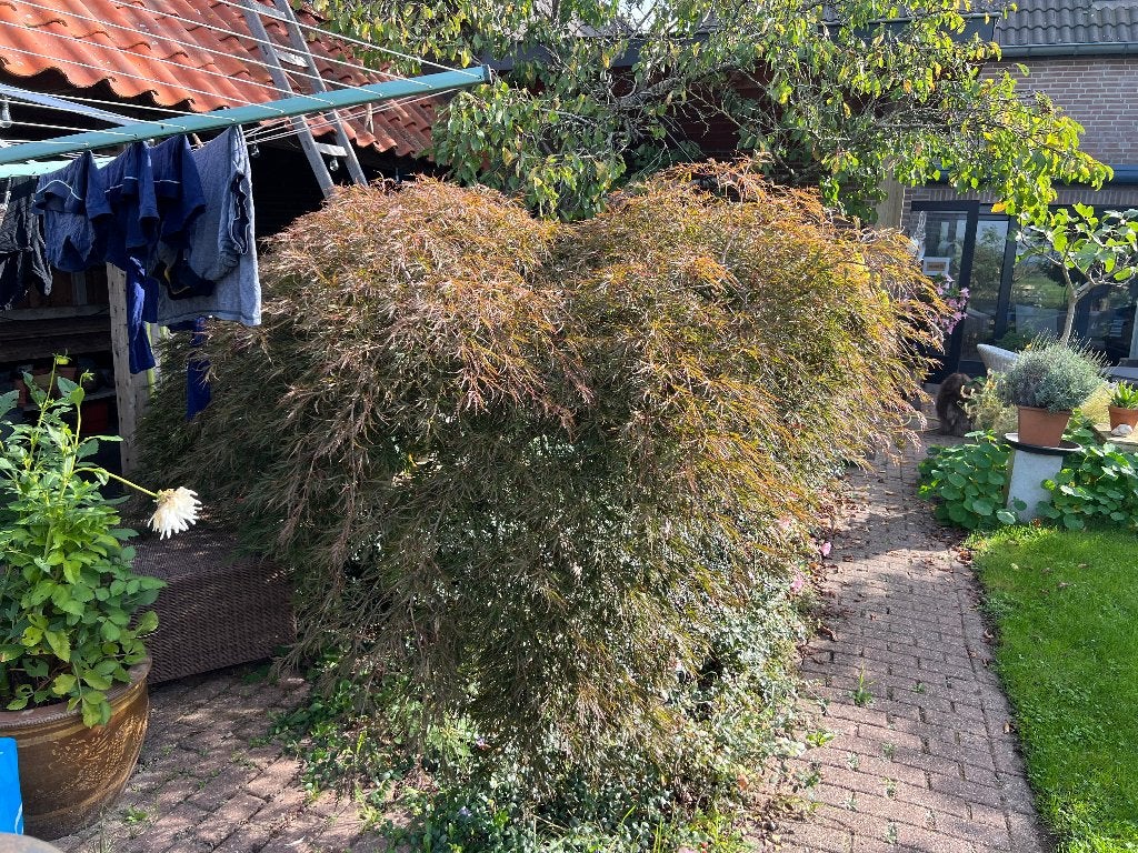 Mooie Japanse Esdoorn (Acer palmatum 'Ornatum'), Tuin en Terras, Ophalen, Bloeit niet, Halfschaduw, Overige soorten