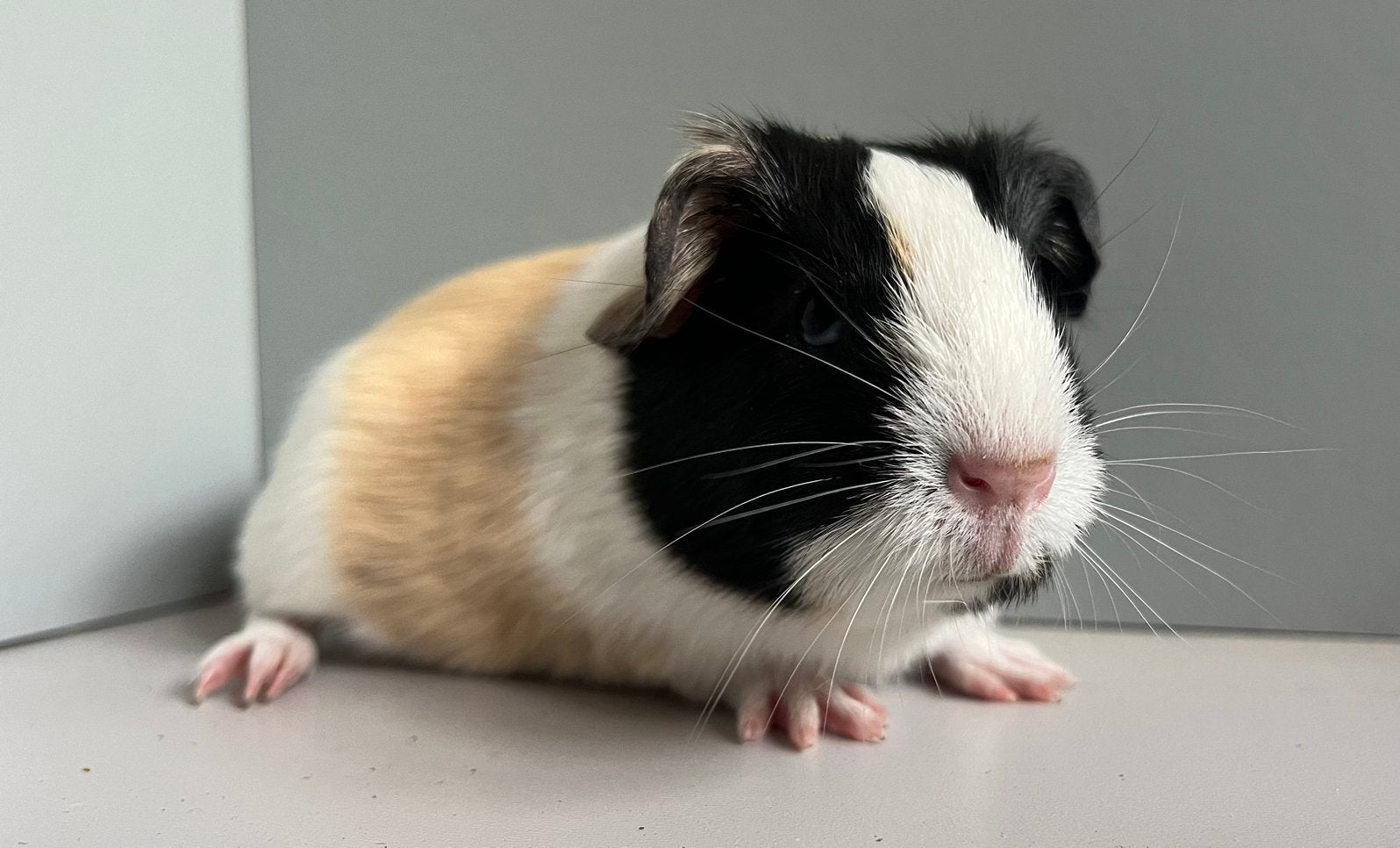 Leuk gladharig zeugje TDD en lilac draagster, Dieren en Toebehoren, Cavia, Meerdere dieren, Tam, September