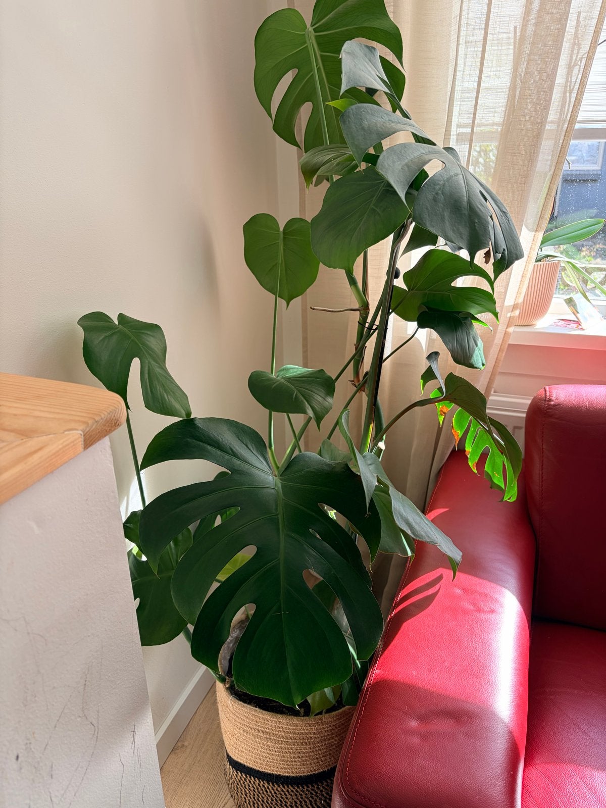 Grote Monstera Deliciosa kamerplant in pot, Ophalen, Overige soorten, Halfschaduw, In pot