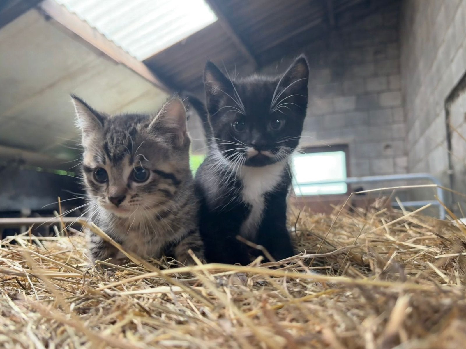 Jonge katjes, Dieren en Toebehoren, Katten en Kittens | Overige Katten, Meerdere dieren, Kortharig, 0 tot 2 jaar