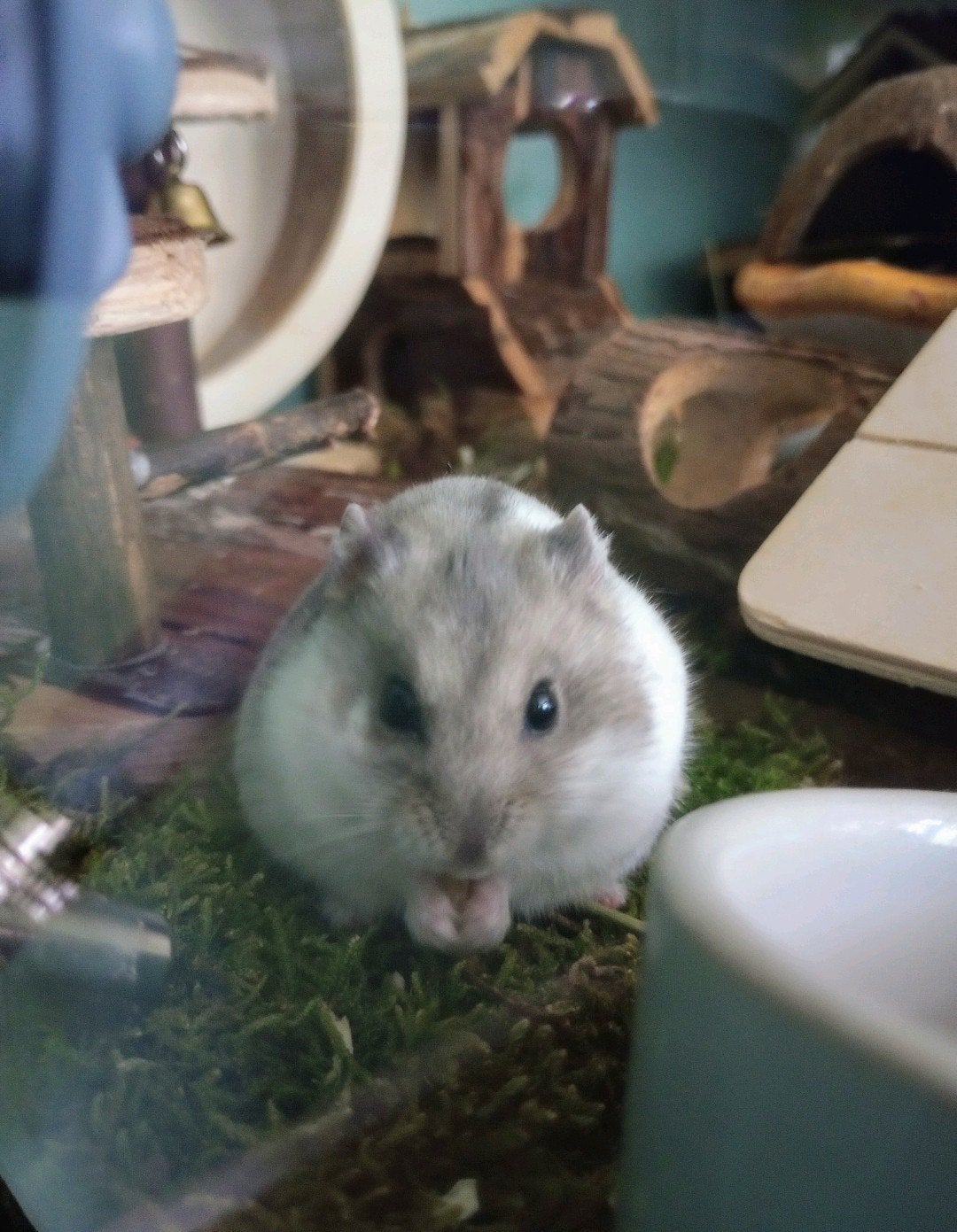 Hamster opvang, oppas, herplaatsing, advies, Mei, Mannelijk, Hamster