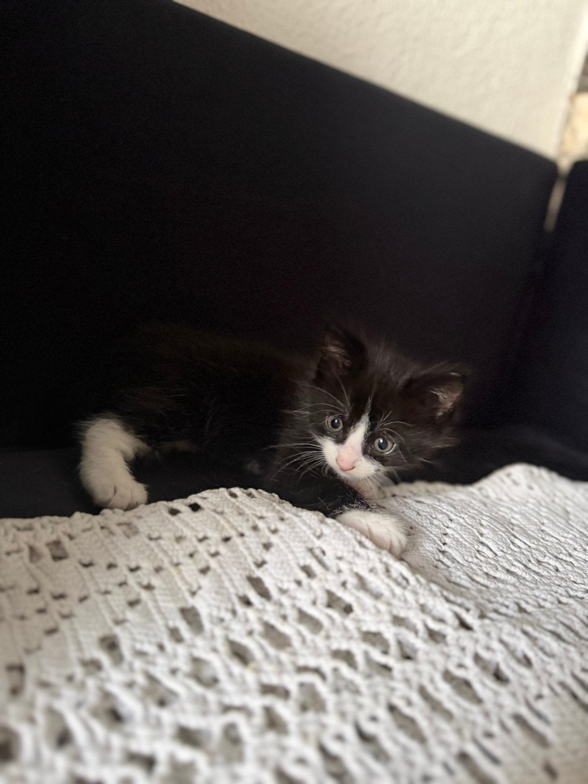2 kittens (mogen gelijk mee!), Meerdere dieren