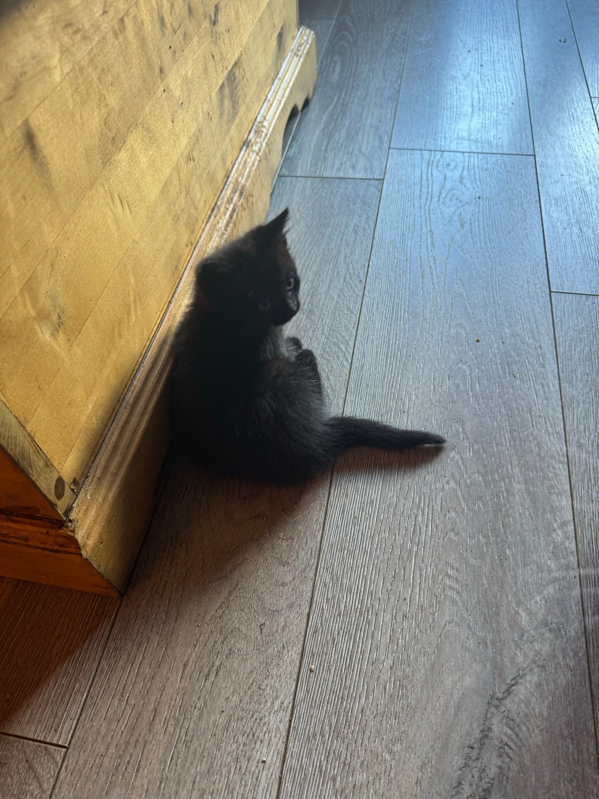 2 kittens, Dieren en Toebehoren