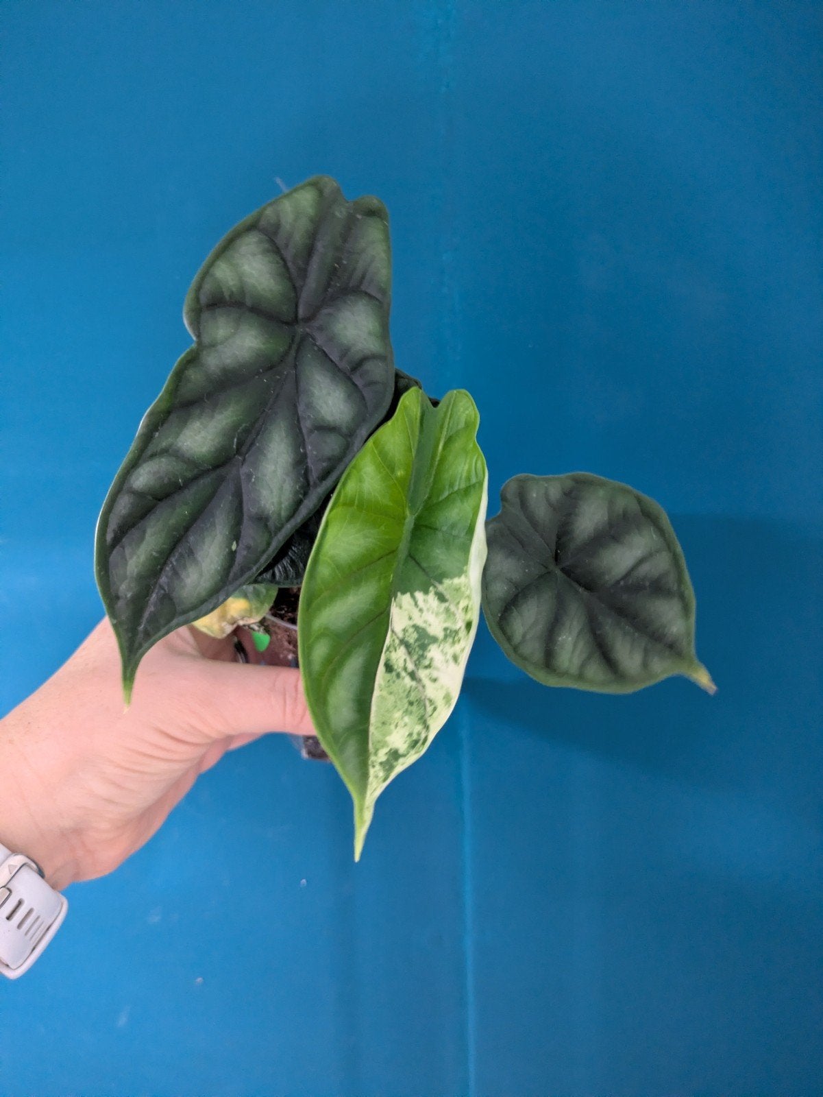 Alocasia Dragon Scale lage variegata plantje, Ophalen of Verzenden, Halfschaduw, Minder dan 100 cm