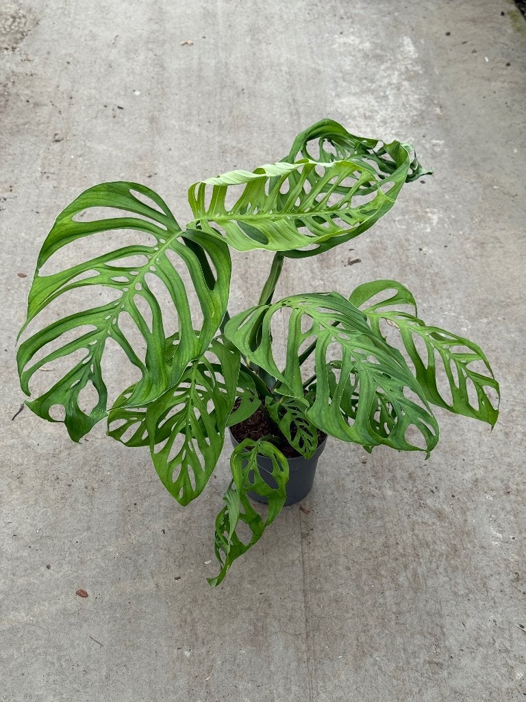 Monstera Esqueleto, Ophalen of Verzenden, Halfschaduw, Minder dan 100 cm