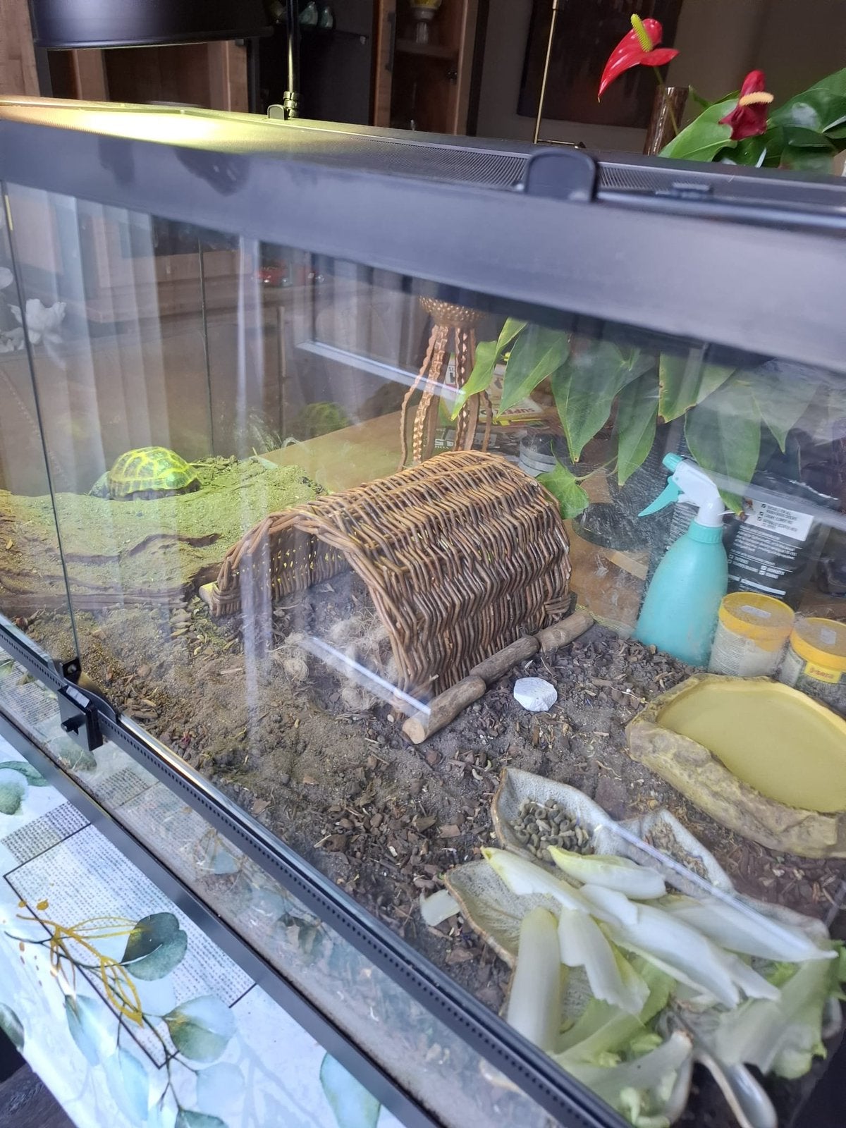 Russiche(vierteen)landschildpad met teranium en toebehoren, Ophalen, Zo goed als nieuw