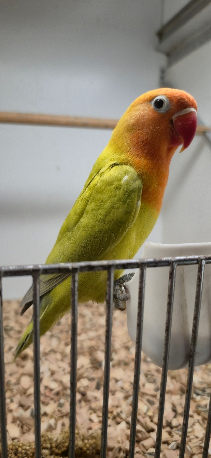 Mooie groen dilute fischeri, Dieren en Toebehoren, Geslacht onbekend, Dwergpapegaai of Agapornis, Geringd