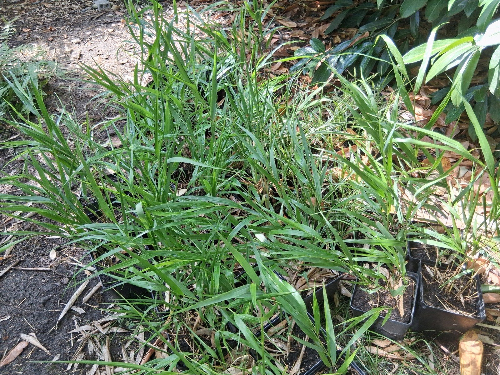 hakonechloa macra japans bosgras, Ophalen, Volle zon