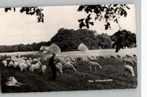ede Schaapskudde met herder st 1983, Verzenden, 1980 tot heden, Gelopen, Gelderland