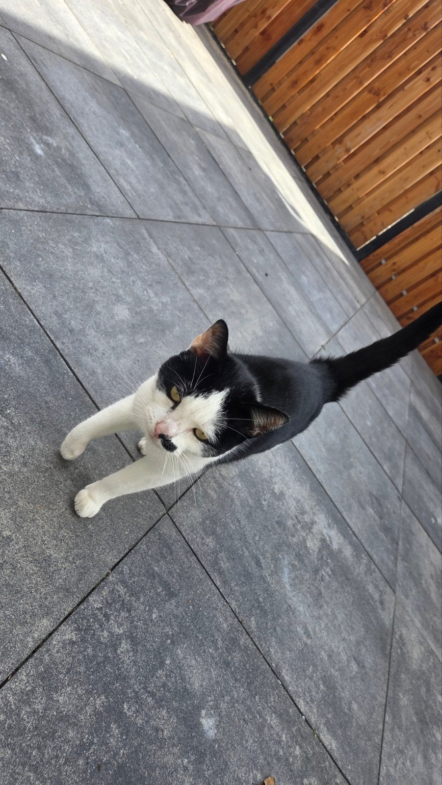 karel zoekt een thuis, Dieren en Toebehoren, Kater, 3 tot 5 jaar