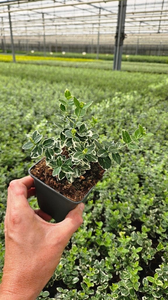 Euonymus Gaiety - witbont - kardinaalsmuts, Ophalen of Verzenden, Vaste plant, Bodembedekkers, Volle zon