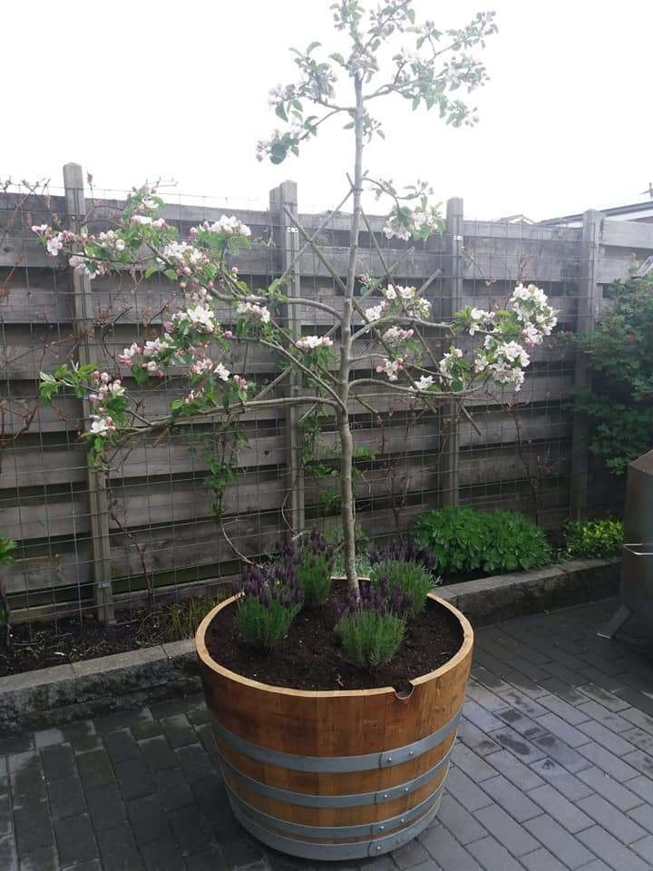 Regenton vat ton tonnen regentonnen vaten eikenhout, Tuin en Terras, Ophalen, Gebruikt, 150 liter of meer, Met kraantje