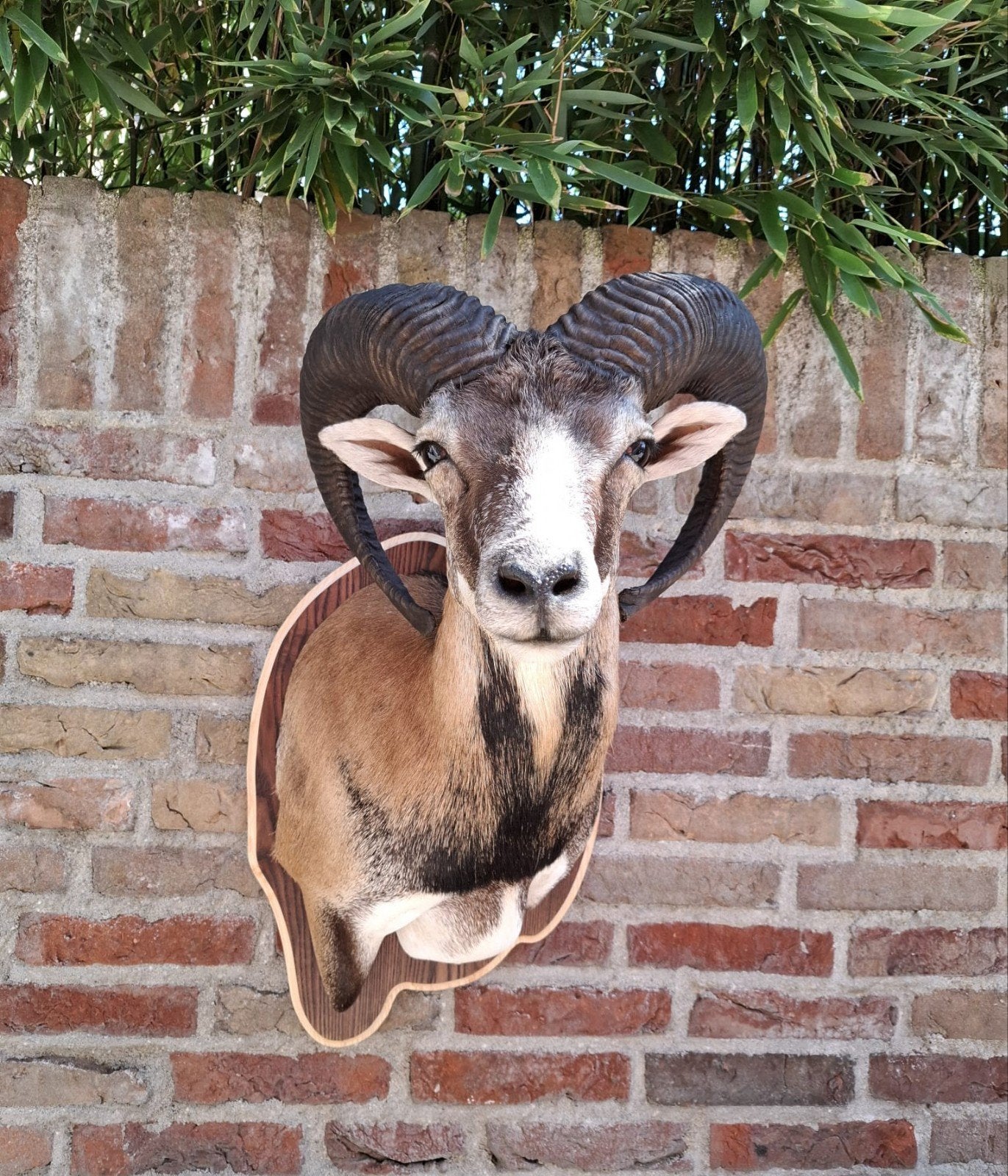 opgezette kop moeflon taxidermy schedel jacht veluwe hert, Verzamelen, Ophalen, Wild dier, Opgezet dier