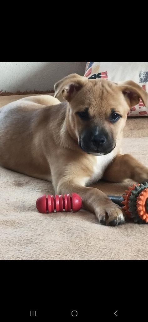 Deze puppeflup zoekt nog een baasje, Dieren en Toebehoren, Honden | Niet-rashonden, Particulier, 15 weken tot 1 jaar, Buitenland